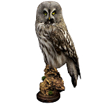 Чучело Совы таксидермия варинант исполнения - 1 | Loft Concept в Грозном