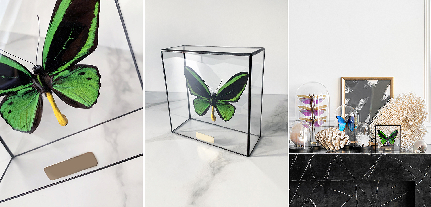 Статуэтка Butterfly Priamus Poseidon Glass Box Статуэтка Butterfly Priamus Poseidon Glass Box - Loft-Concept в Грозном