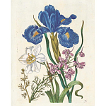 Книга цветов 22 постера Maria Sibylla Merian: 22 Pull-Out Posters варинант исполнения - 6 | Loft Concept в Грозном