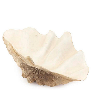 Статуэтка Tridacna