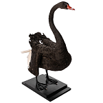 Настоящее чучело черного лебедя Black Swan варинант исполнения - 5 | Loft Concept в Грозном