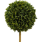 Декоративный искусственное растение Boxwood One варинант исполнения - 2 | Loft Concept в Грозном