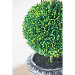 Декоративный искусственное растение Double boxwood варинант исполнения - 6 | Loft Concept в Грозном