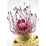 Статуэтка тропический фрукт Pandora Tropical Fruit Light Yellow Pink Flower варинант исполнения - 1 | Loft Concept в Грозном