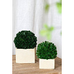 Декоративный искусственное растение Square boxwood варинант исполнения - 4 | Loft Concept в Грозном