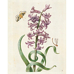 Книга цветов 22 постера Maria Sibylla Merian: 22 Pull-Out Posters варинант исполнения - 2 | Loft Concept в Грозном