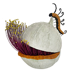 Статуэтка фантастический фрукт Exotic Tropical Fruit orange and white 67 варинант исполнения - 4 | Loft Concept в Грозном