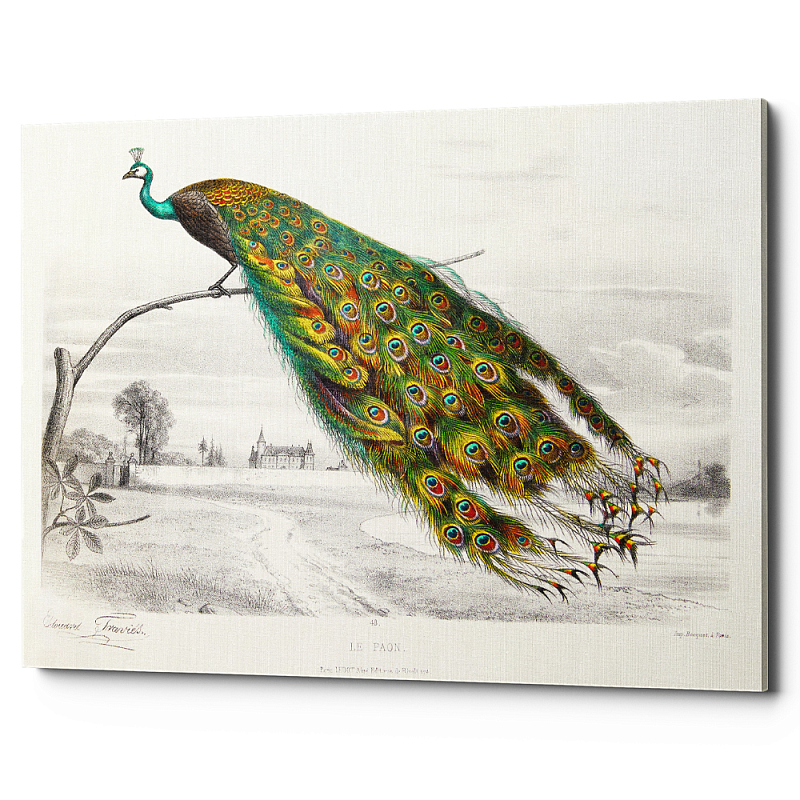 Постер на холсте с изображением павлина на ветке Majestic Peacock on a Tree Poster Белый Мульти Постер на холсте с изображением павлина на ветке Majestic Peacock on a Tree Poster Белый Мульти в Грозном | Loft Concept