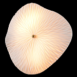 Бра в форме лепестка с рельефной текстурой FLOW варинант исполнения - 1 | Loft Concept в Грозном