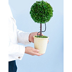 Декоративный искусственное растение Single boxwood варинант исполнения - 8 | Loft Concept в Грозном