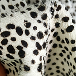 Мебельная ткань Искусственный мех  белый леопард 90 см T5-3 варинант исполнения - 3 | Loft Concept в Грозном