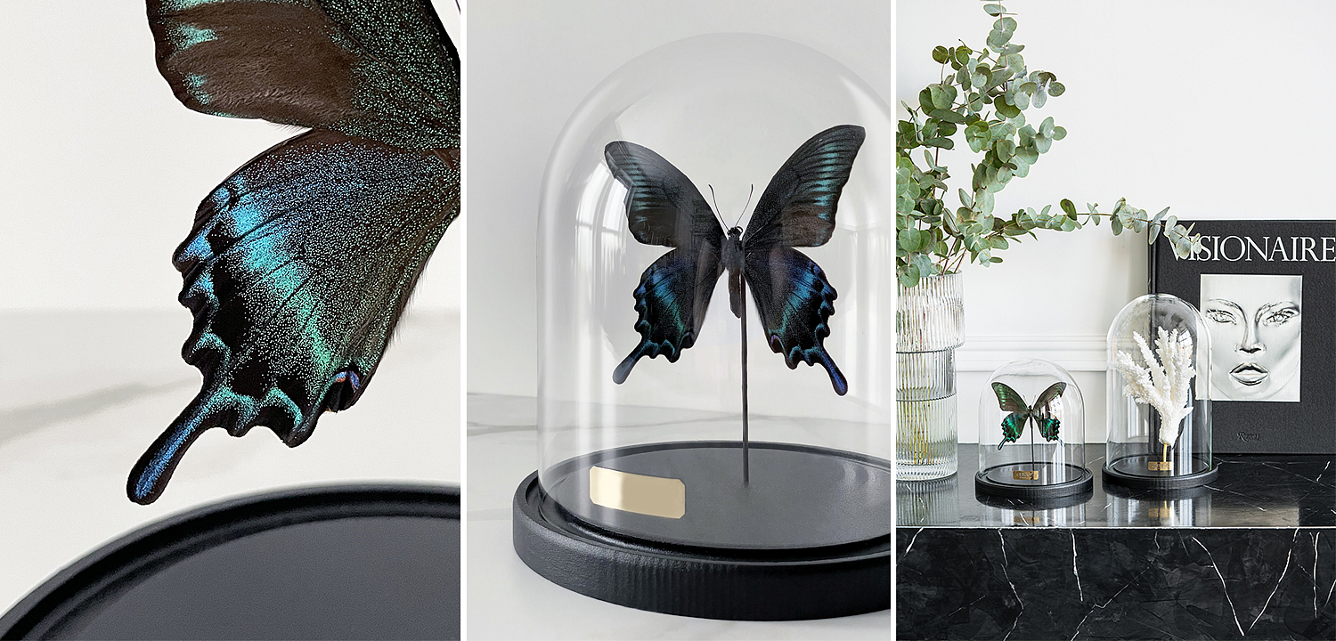 Статуэтка Butterfly Sailboat Maaka Glass Cloche Статуэтка Butterfly Sailboat Maaka Glass Cloche - Loft-Concept в Грозном