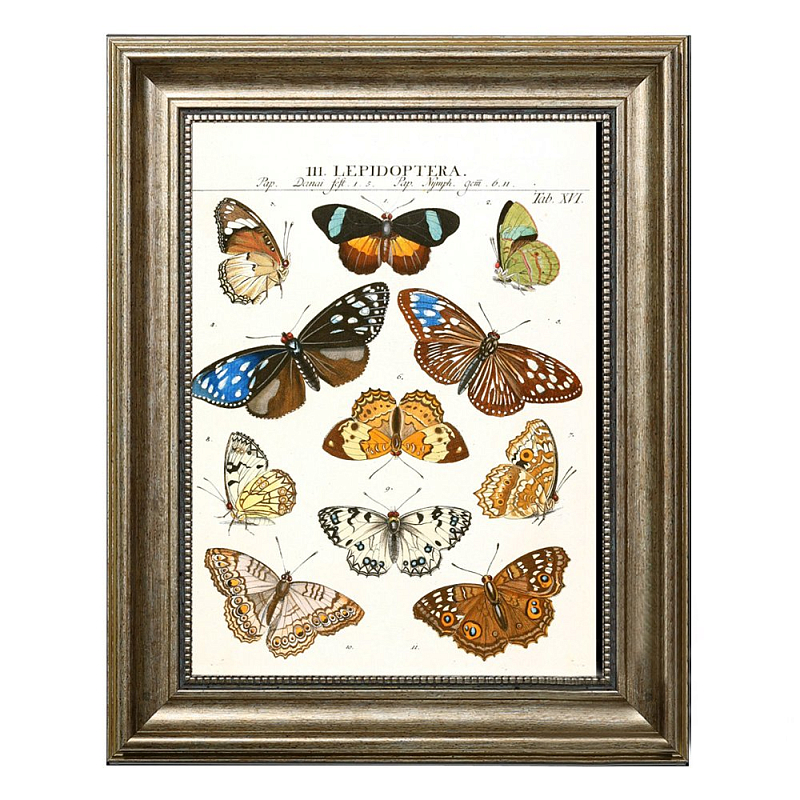 Постер Butterfly Collection Постер Butterfly Collection в Грозном | Loft Concept