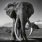 Книга Beusker. Look into my Eyes варинант исполнения - 5 | Loft Concept в Грозном