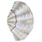 Фигурка из фарфора в виде одной створки ракушки Marine Tridacna варинант исполнения - 1 | Loft Concept в Грозном