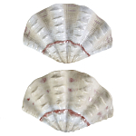 Фигурка из фарфора в виде одной створки ракушки Marine Tridacna варинант исполнения - 2 | Loft Concept в Грозном